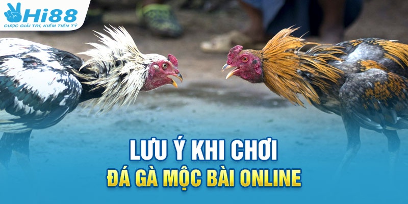 Trực Tiếp Đá Gà Mộc Bài - Bật Mí Cách Chơi Luôn Thắng 4 Lưu ý cần biết để bắt kèo đá gà Mộc Bài hiệu quả