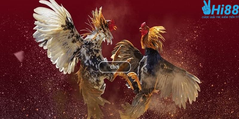 Cách Xem Đá Gà Online Trên Điện Thoại An Toàn, Không Giật Lag 2 Cách xem đá gà online trên điện thoại và cá độ tại Hi88